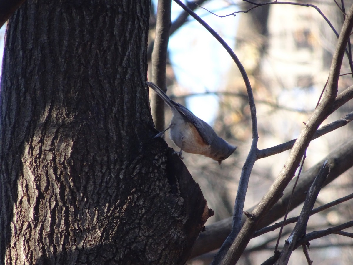 Tufted Titmouse - ML627246656