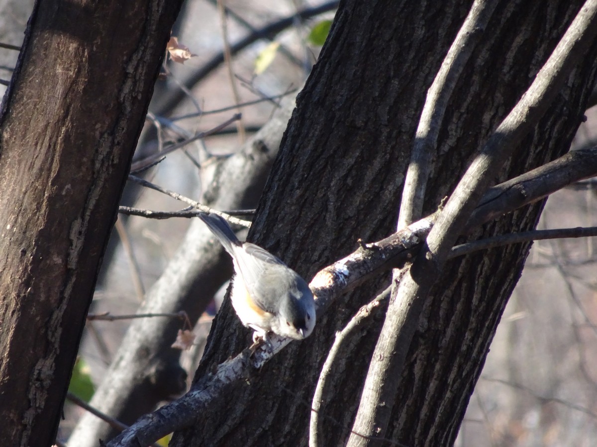 Tufted Titmouse - ML627246657