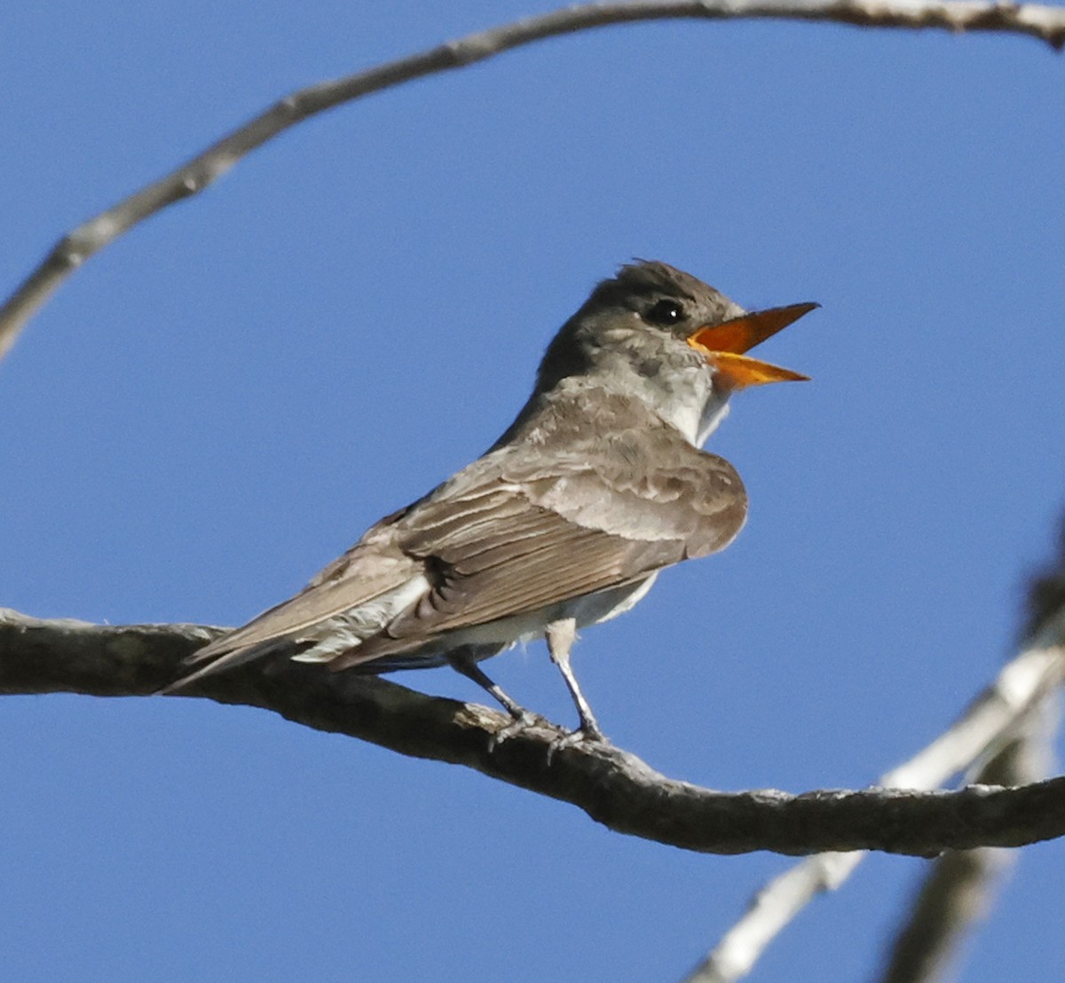 Olive-sided Flycatcher - ML627246768