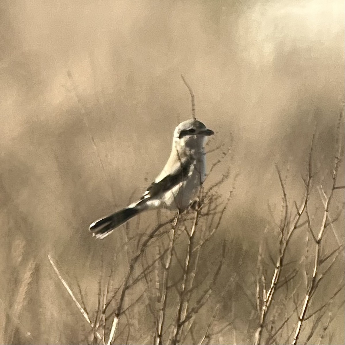 Northern Shrike - Josh McLaughlin