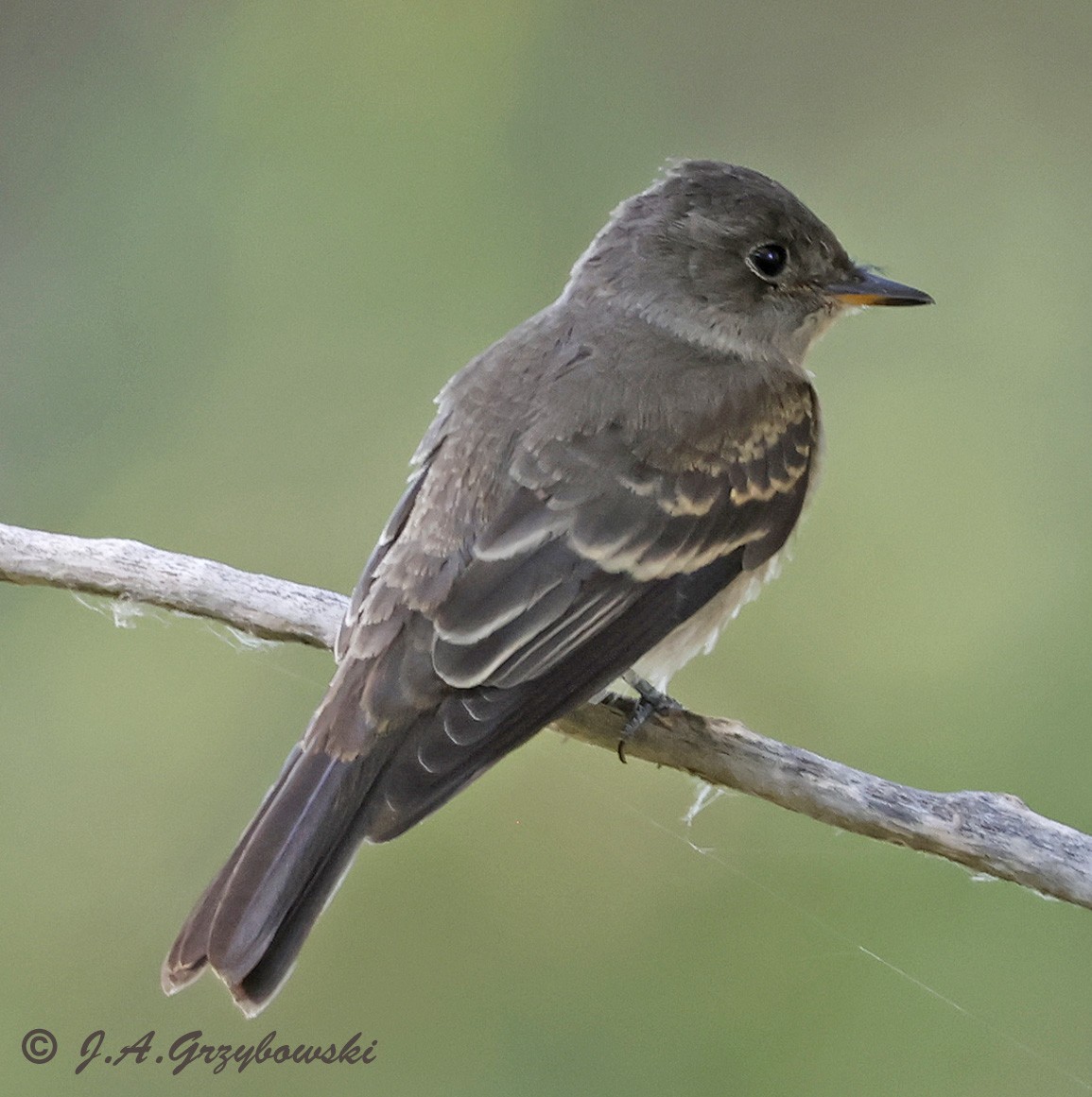 Western Wood-Pewee - ML627246782