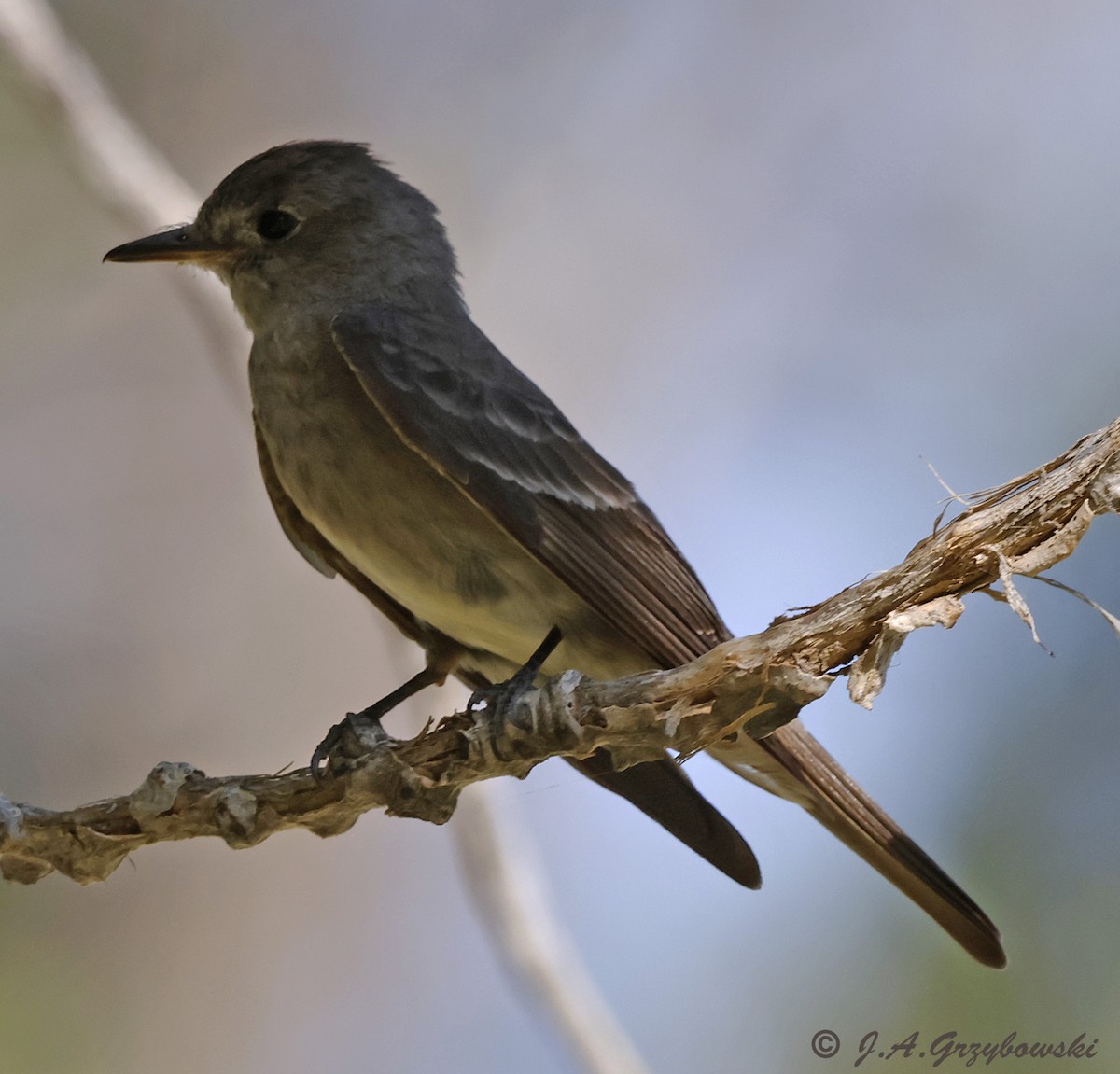 Western Wood-Pewee - ML627246805