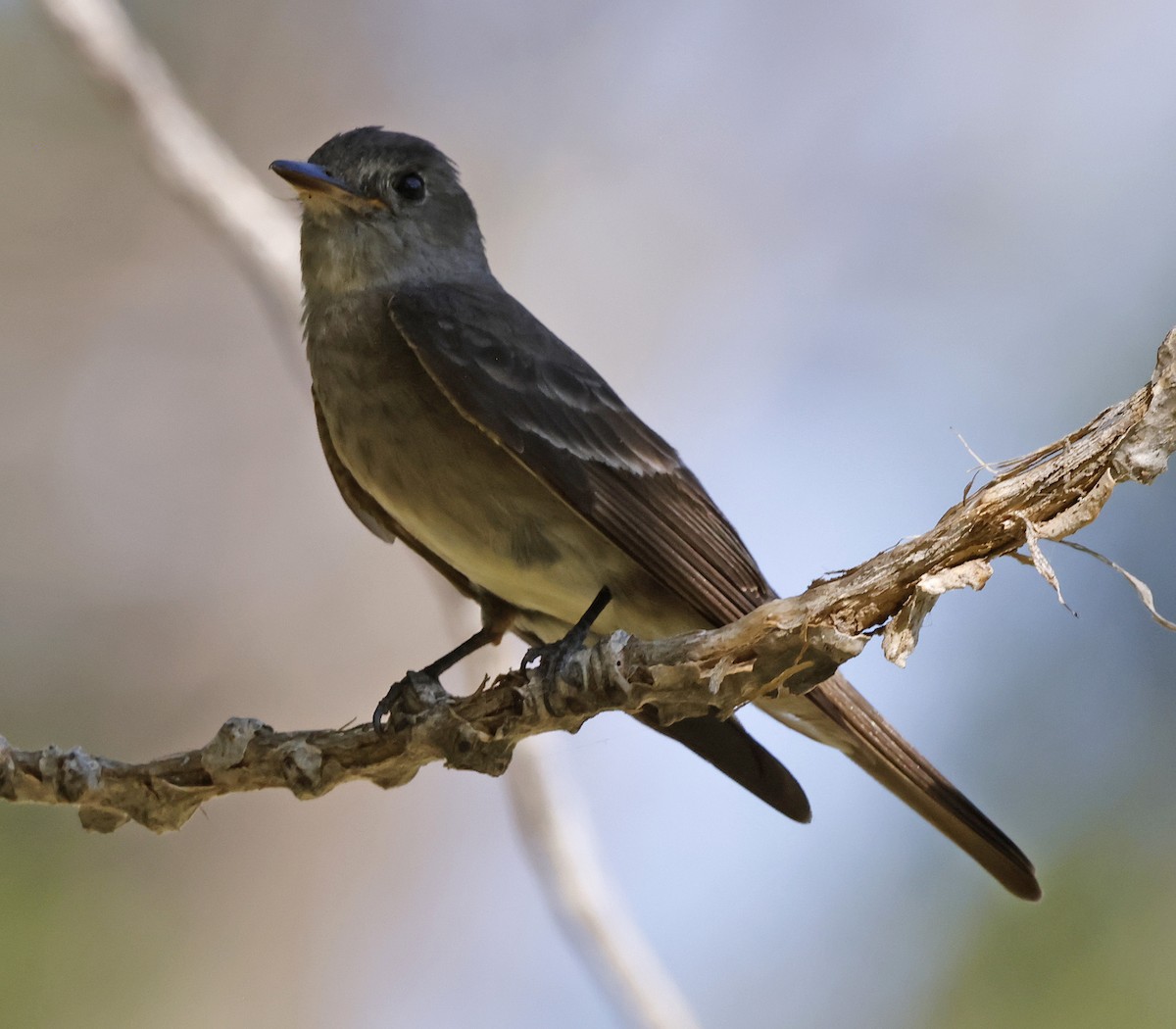 Western Wood-Pewee - ML627246848