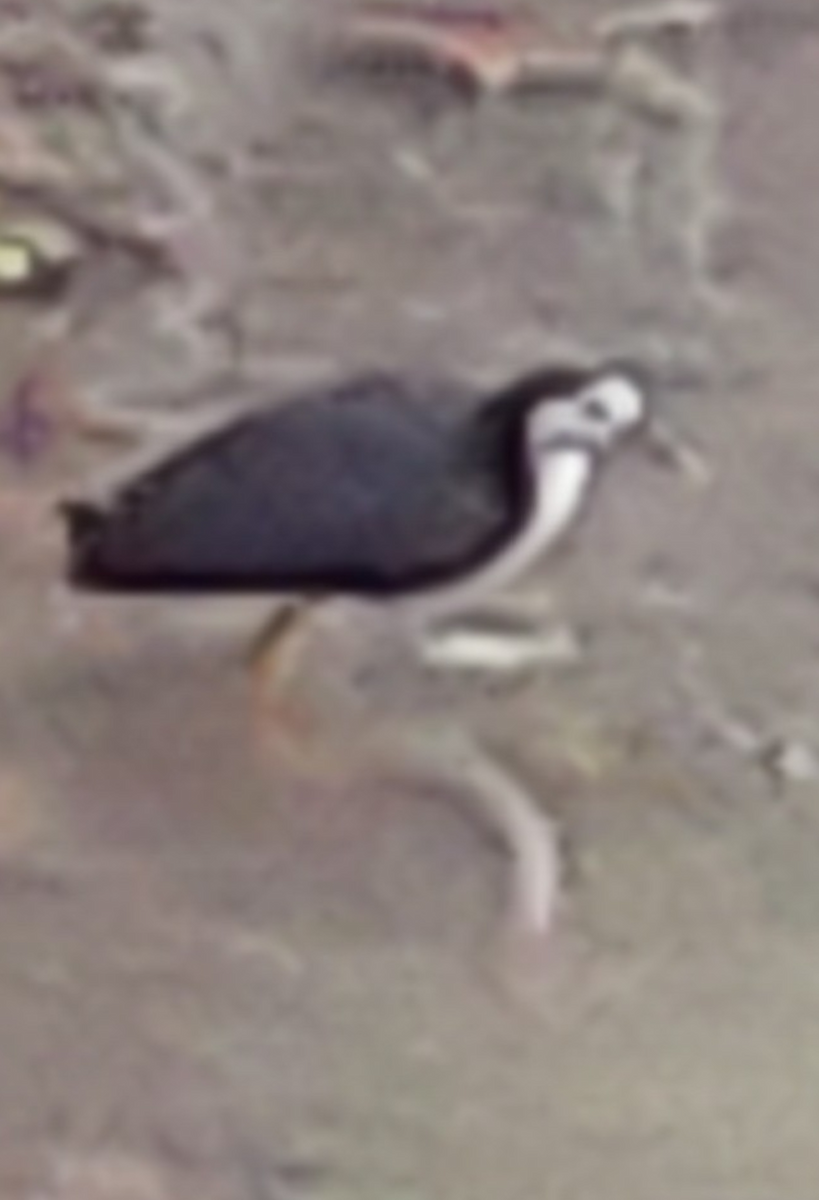 White-breasted Waterhen - ML627246860