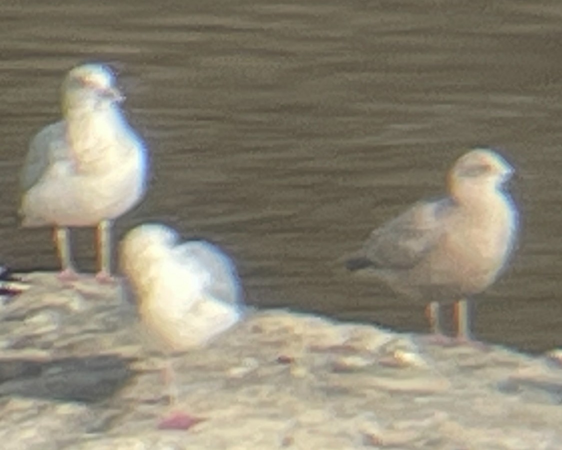 Iceland Gull (Thayer's) - ML627246880