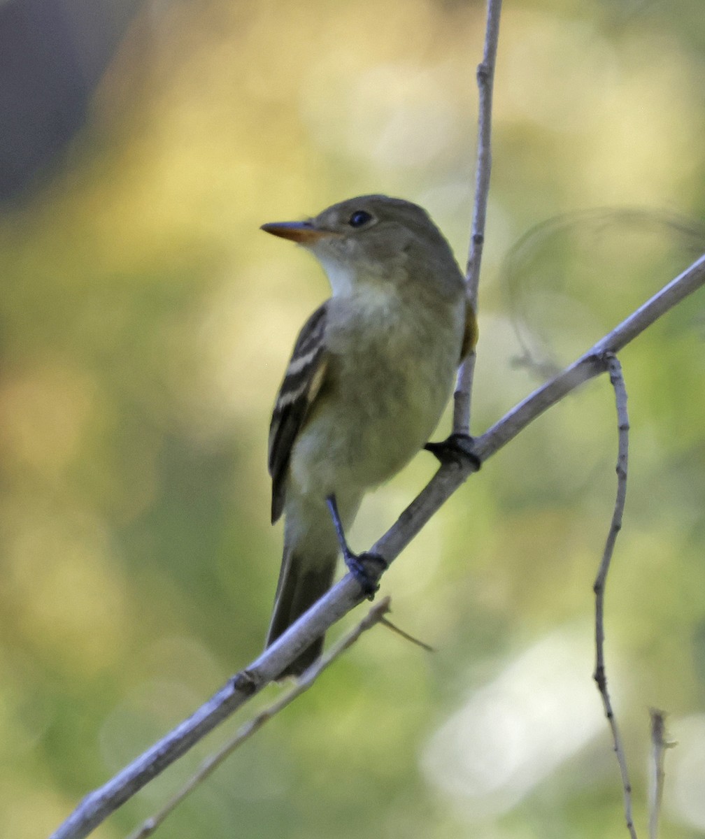 Willow Flycatcher - ML627246968