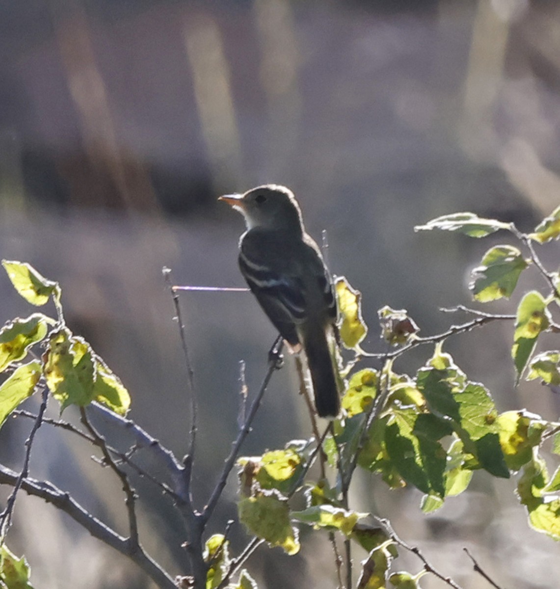 Willow Flycatcher - ML627246976