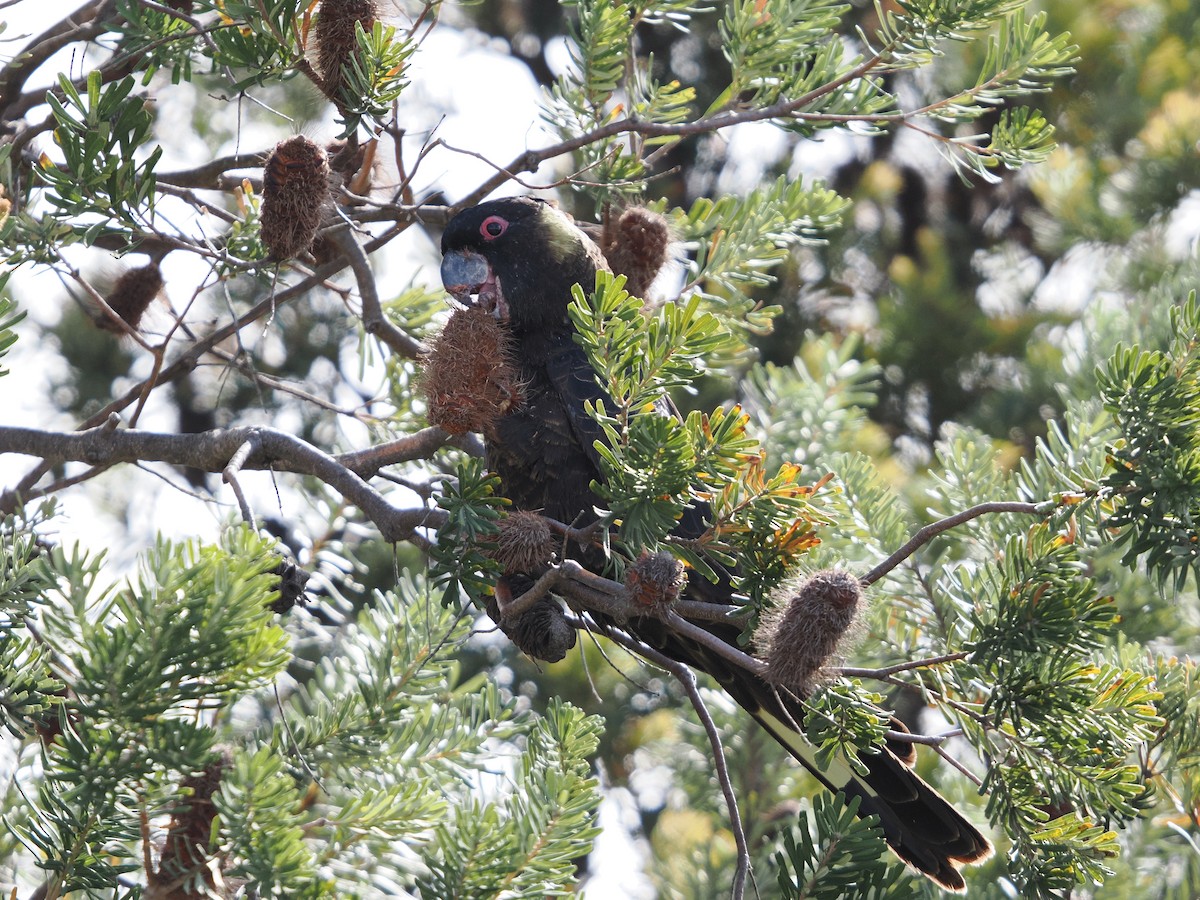 Yellow-tailed Black-Cockatoo - ML627247120