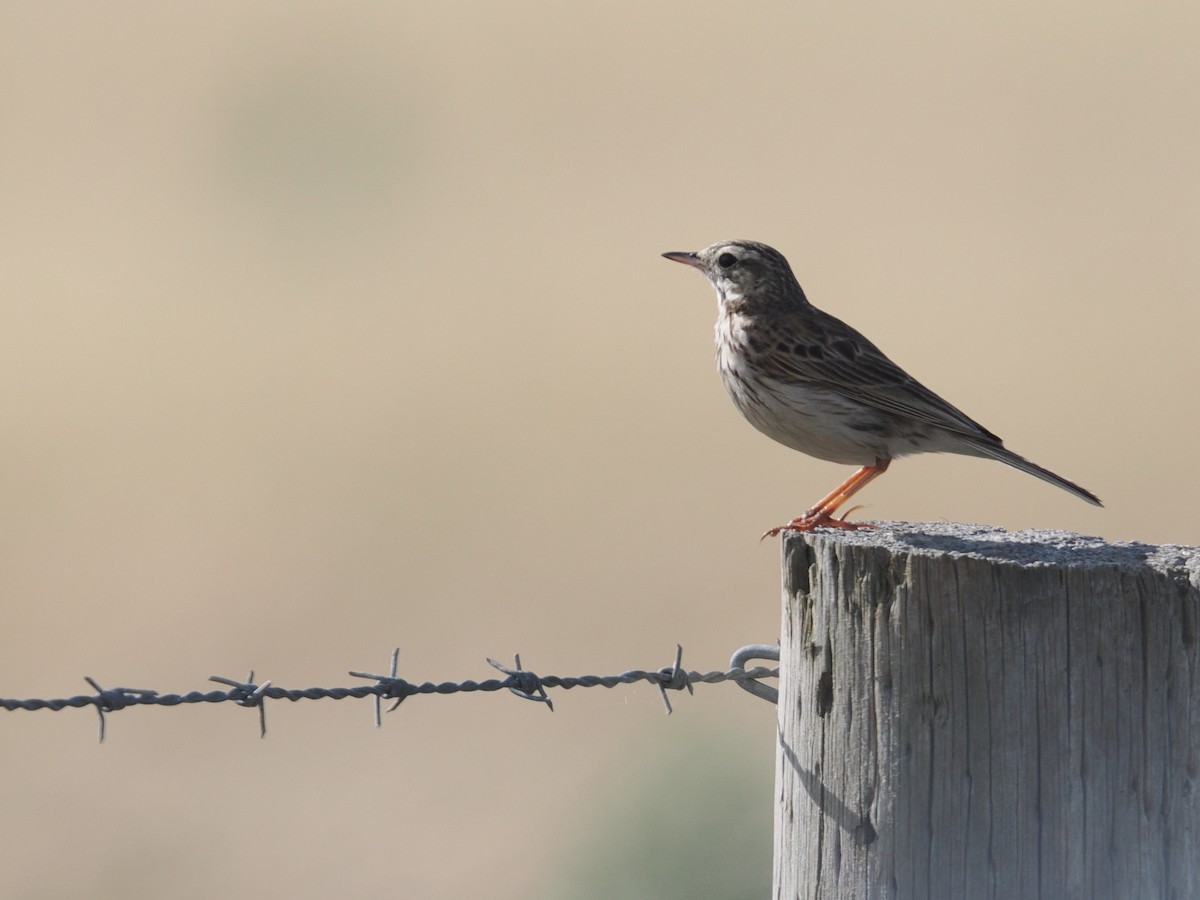 Australian Pipit - ML627247125