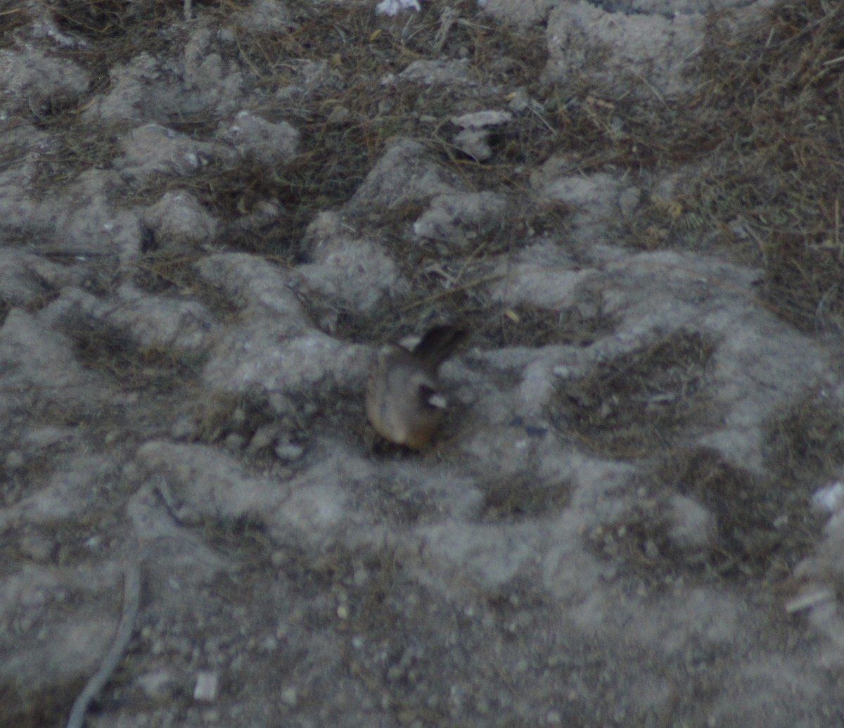 Abert's Towhee - ML627247131