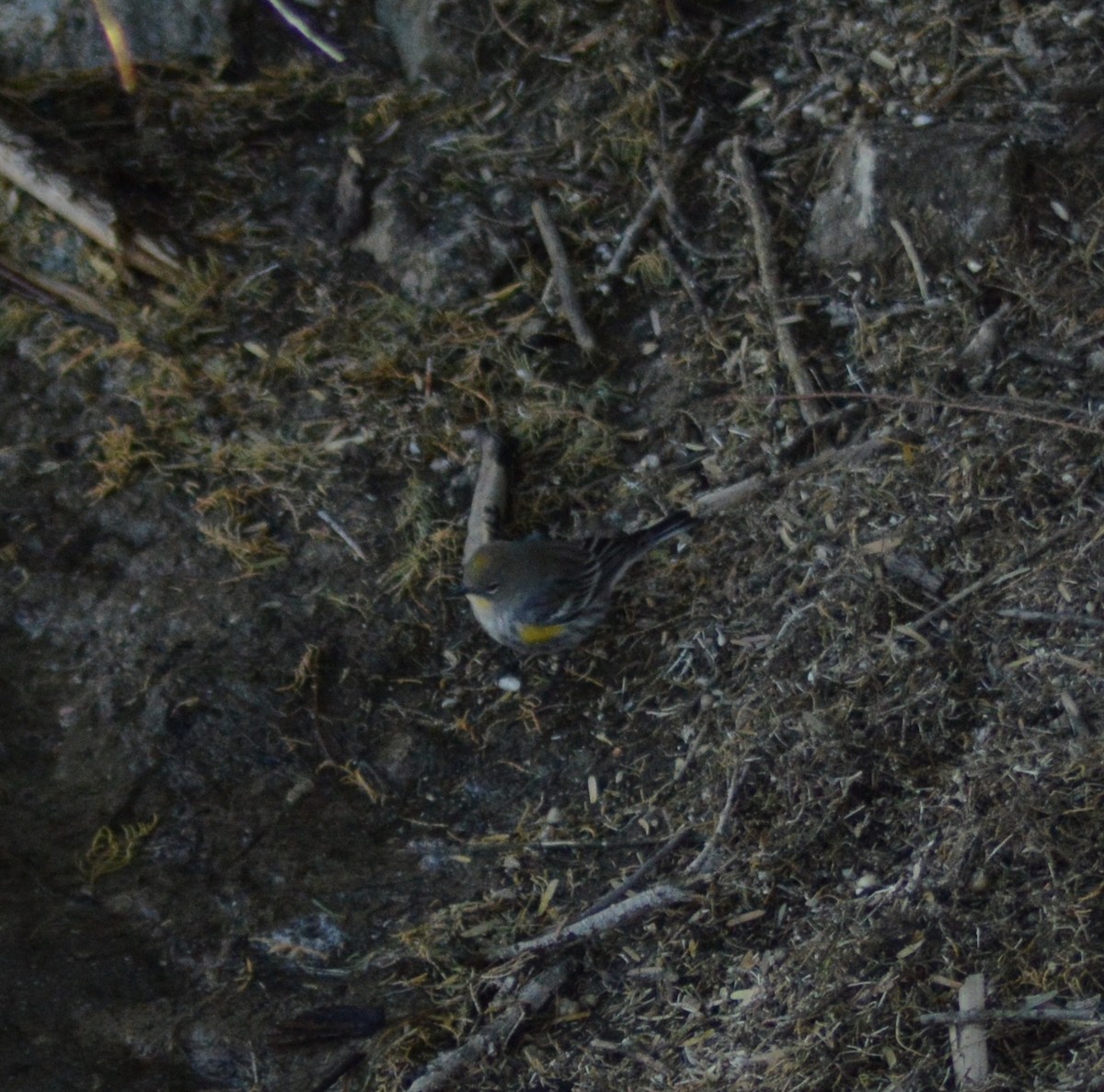Yellow-rumped Warbler - ML627247135