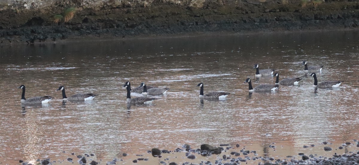 Canada Goose - ML627247136