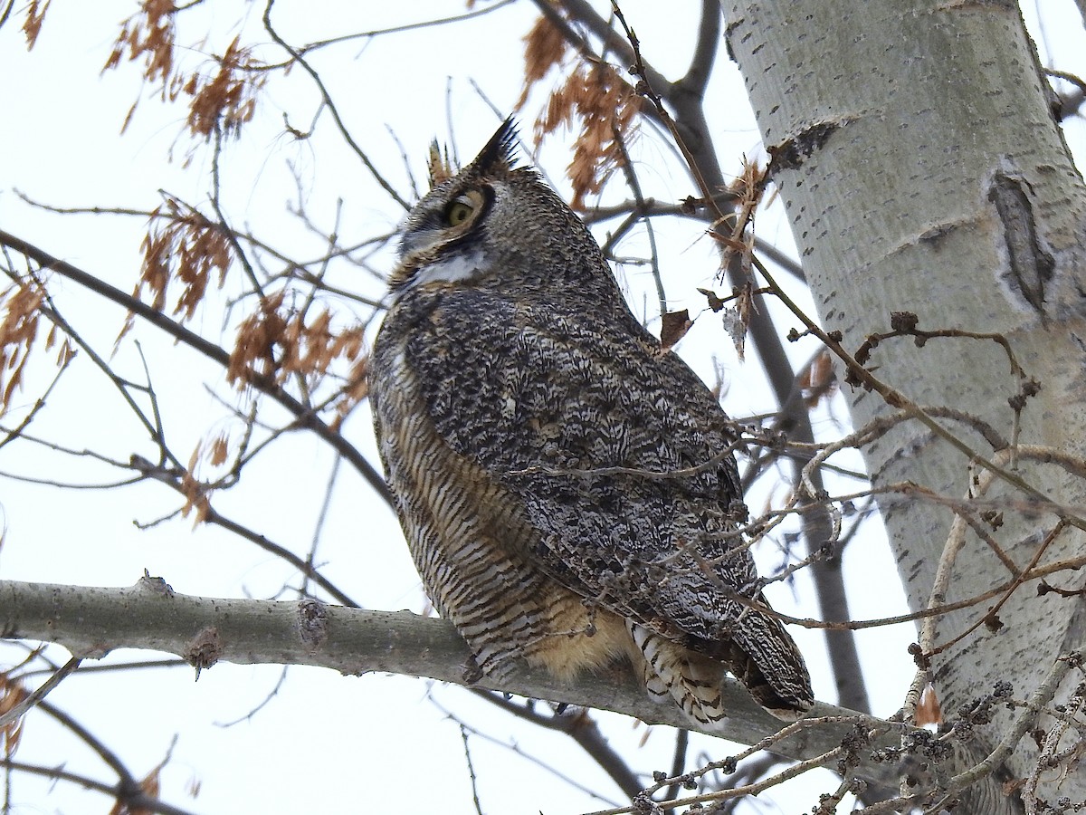 Great Horned Owl - ML627247472