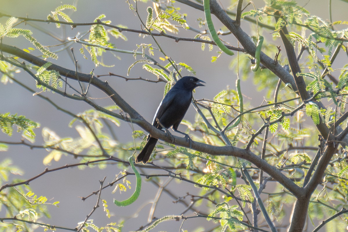 Shiny Cowbird - ML627247502