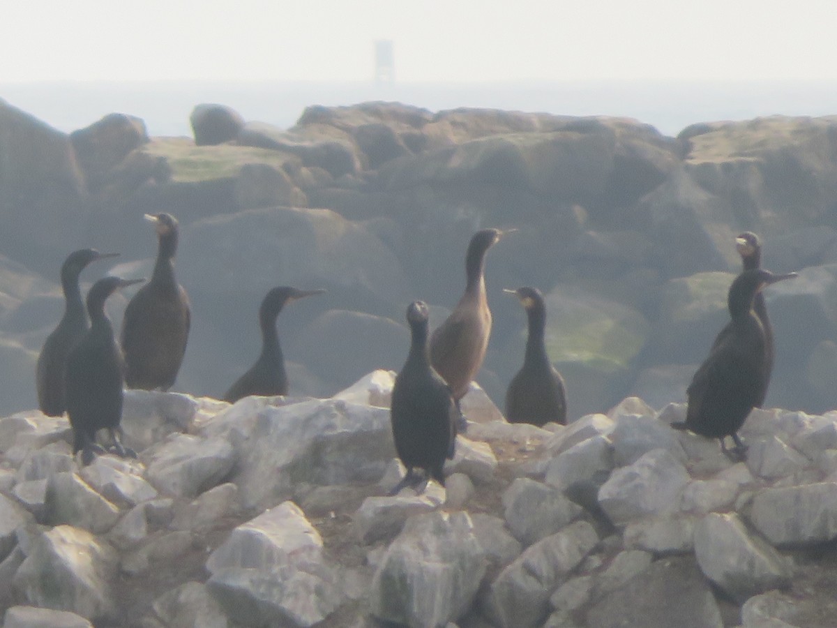 Brandt's Cormorant - ML627247660