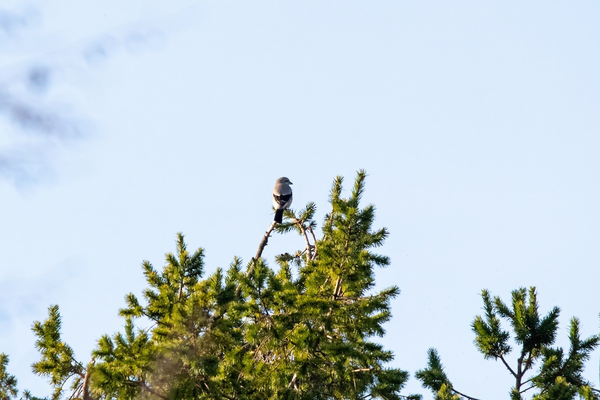 Northern Shrike - ML627247661