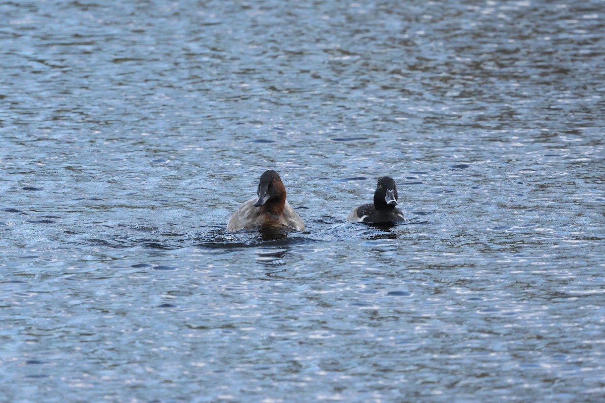 Canvasback - ML627247773