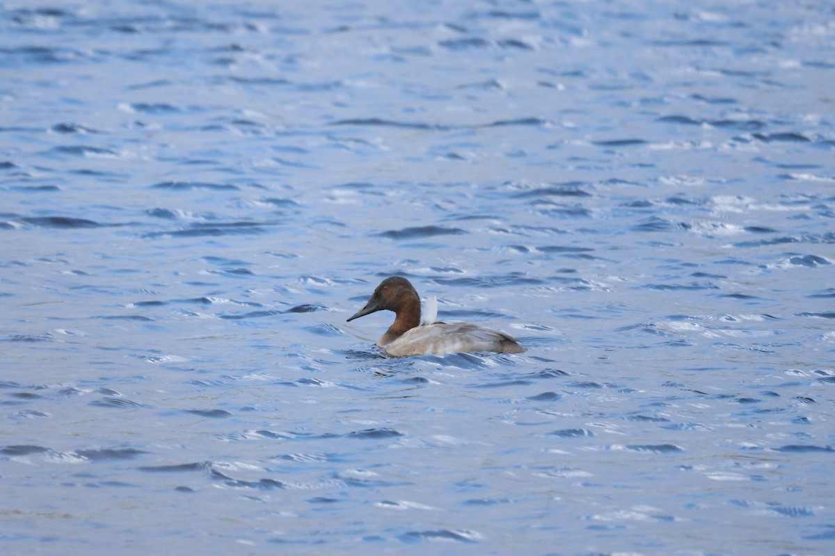 Canvasback - ML627247774