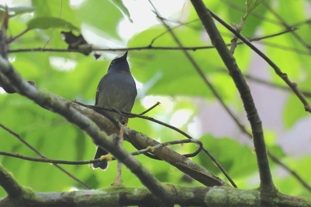 Rufous-gorgeted Flycatcher - ML627247807