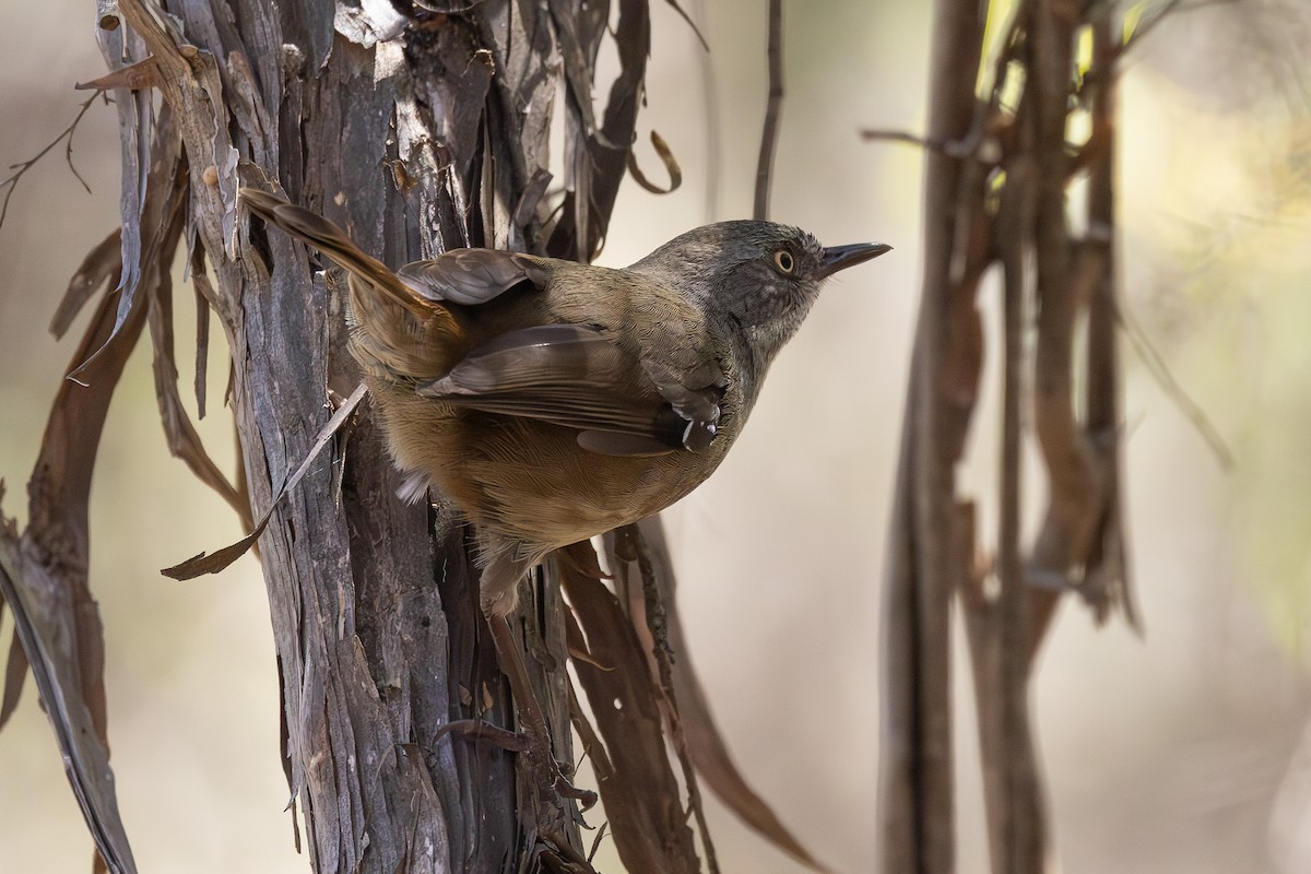 Tasmanian Scrubwren - ML627247820