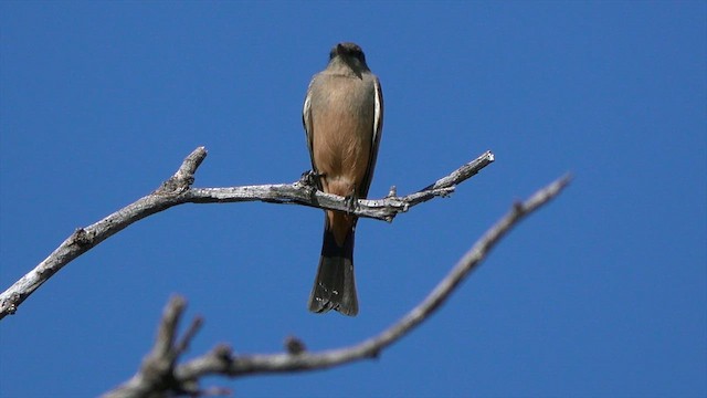 Say's Phoebe - ML627247850