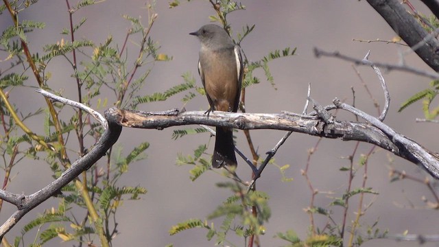 Say's Phoebe - ML627247857