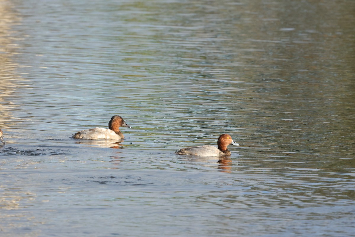 Canvasback - ML627247859