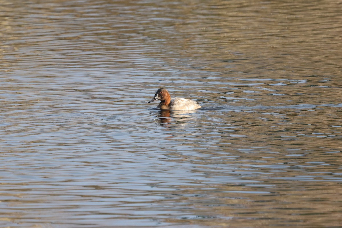 Canvasback - ML627247860