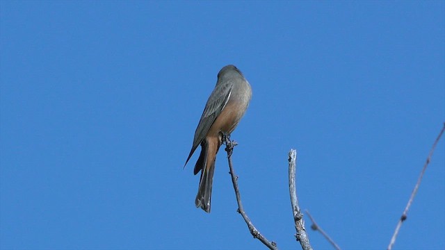 Say's Phoebe - ML627247861