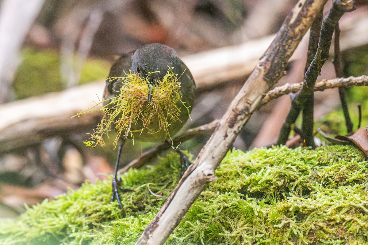 Tasmanian Scrubwren - ML627247910