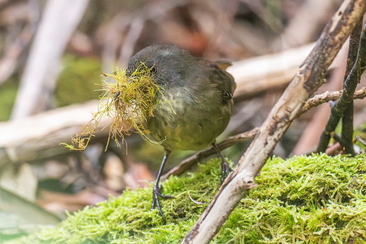 Tasmanian Scrubwren - ML627247911