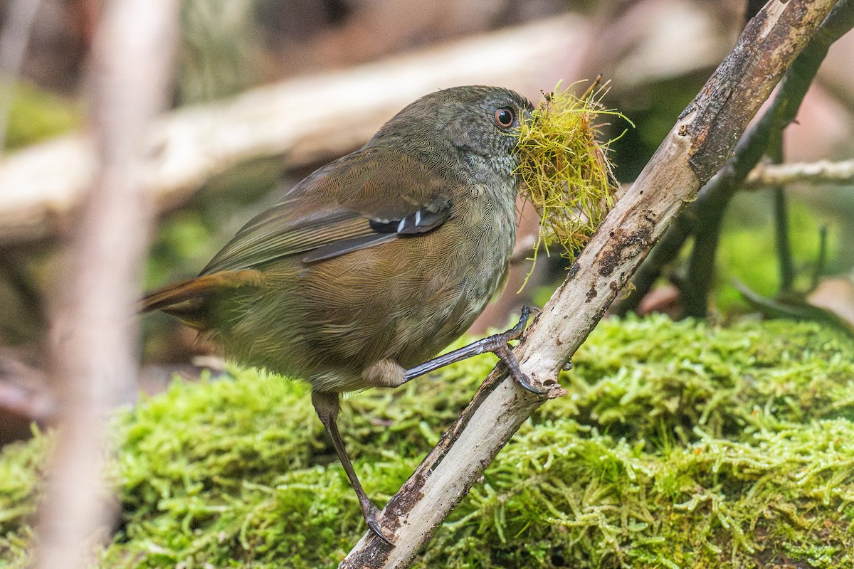 Tasmanian Scrubwren - ML627247912