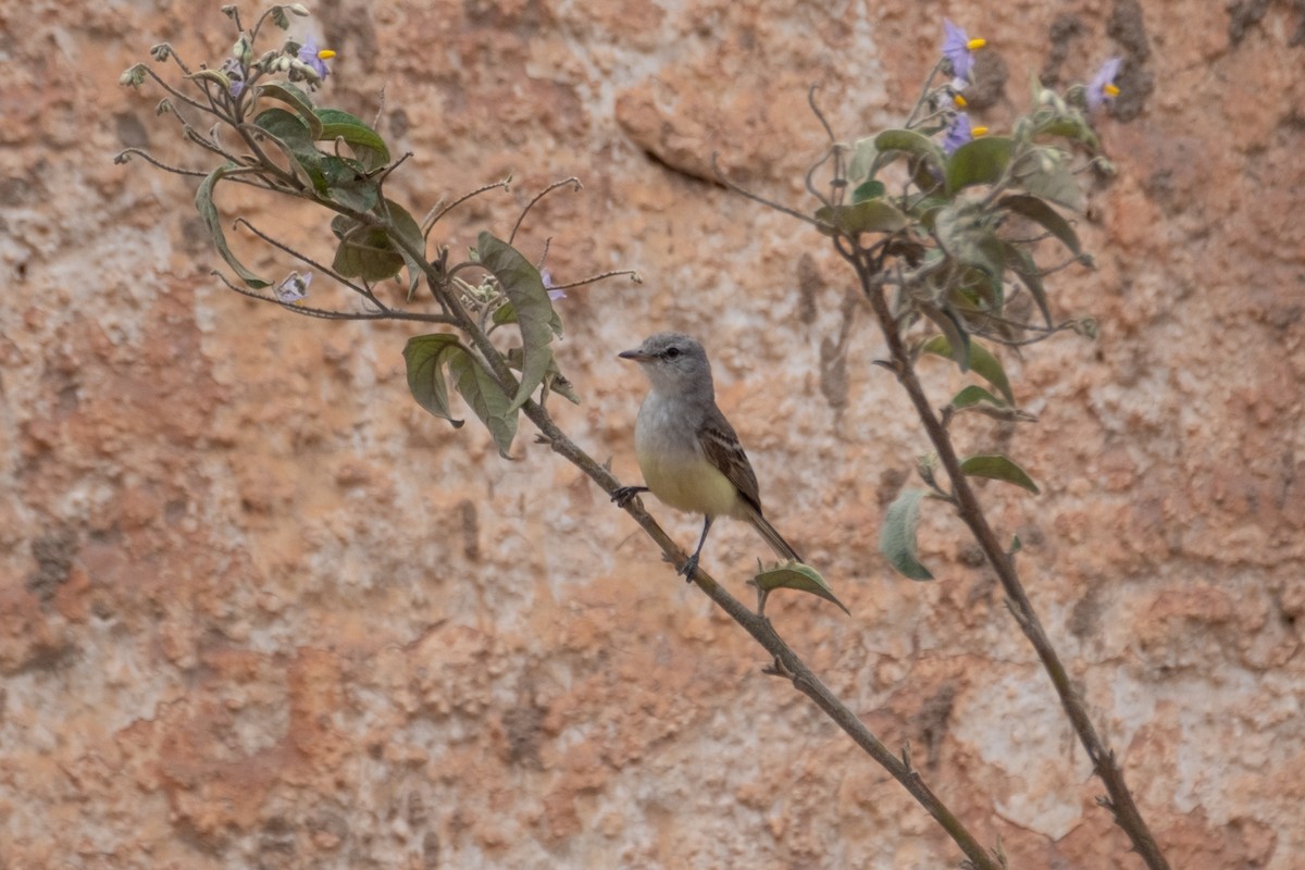 Suiriri Flycatcher - ML627248033