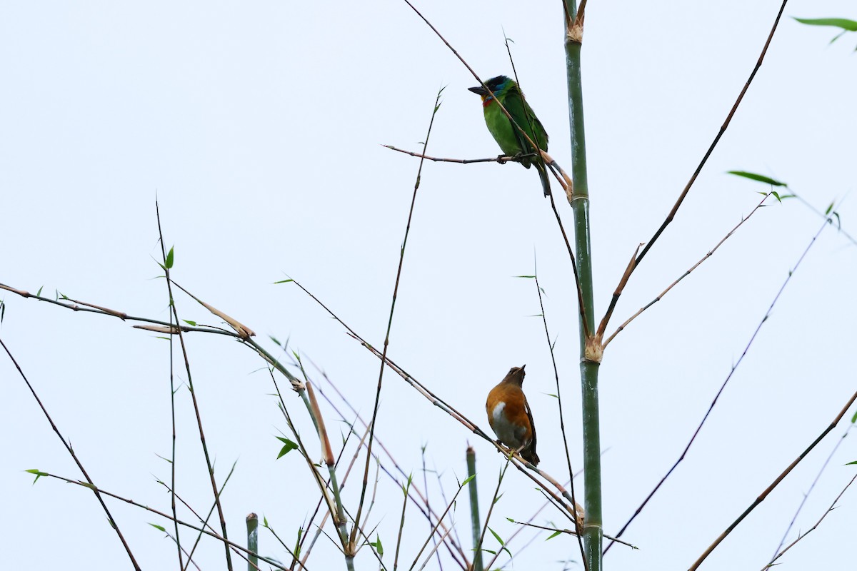 Taiwan Barbet - ML627248091