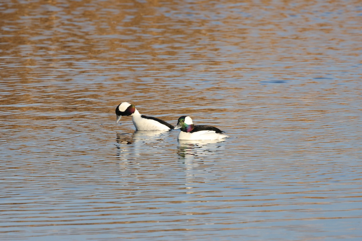 Bufflehead - ML627248102