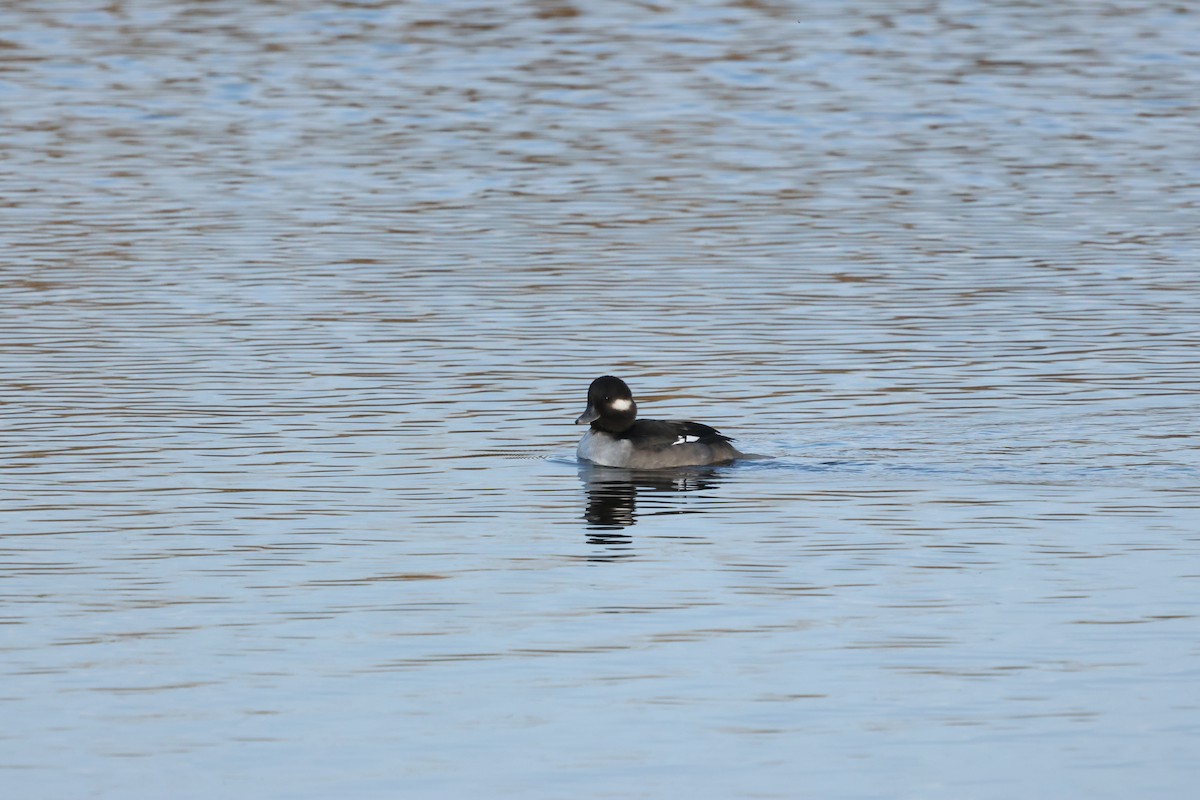 Bufflehead - ML627248103