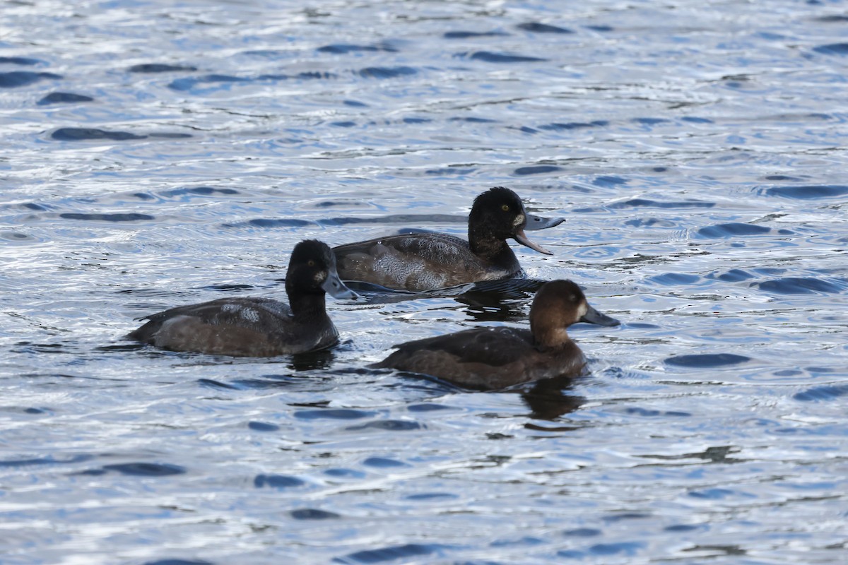 Lesser Scaup - ML627248172