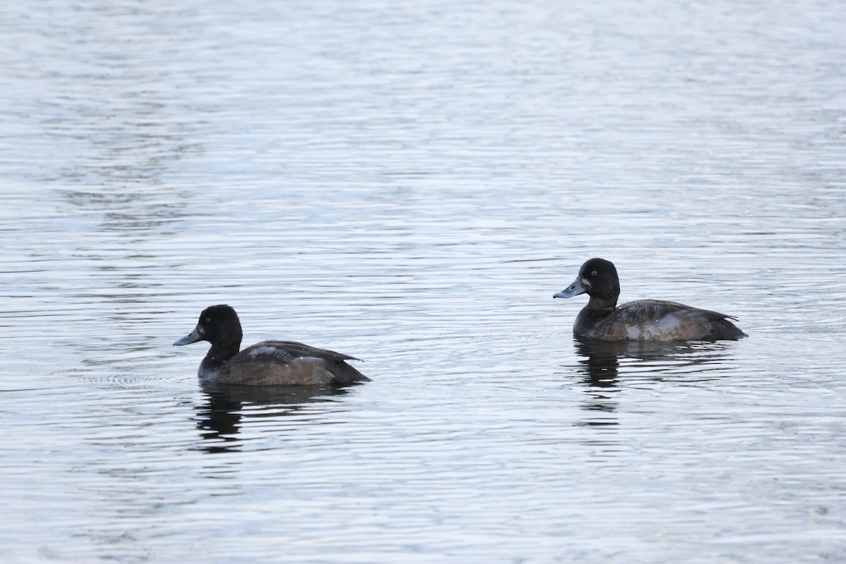 Lesser Scaup - ML627248235