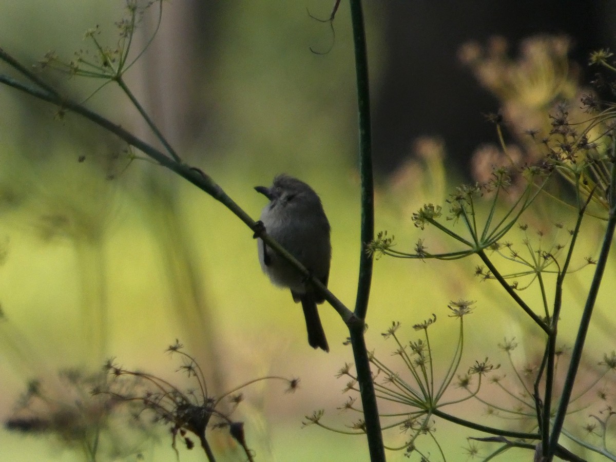 Bushtit (Pacific) - ML627248268
