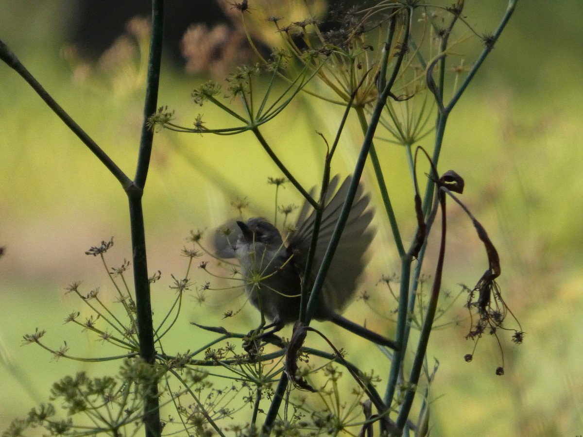 Bushtit (Pacific) - ML627248275
