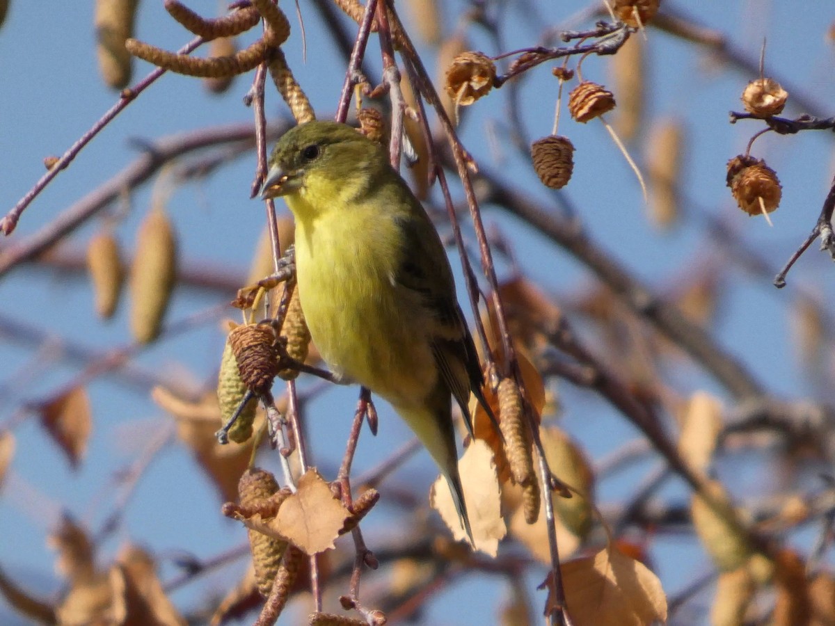 Lesser Goldfinch - ML627248326