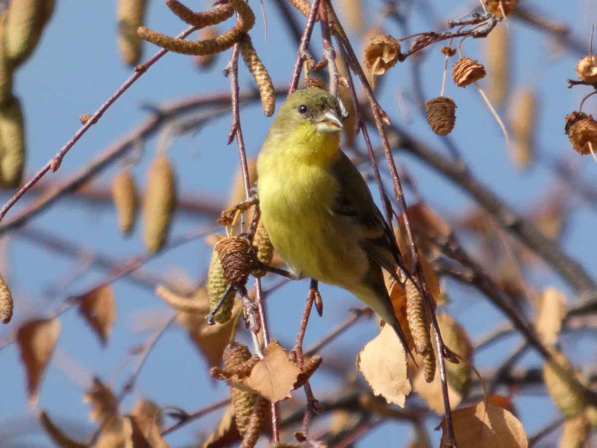 Lesser Goldfinch - ML627248328