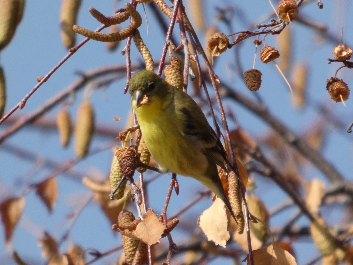 Lesser Goldfinch - ML627248329