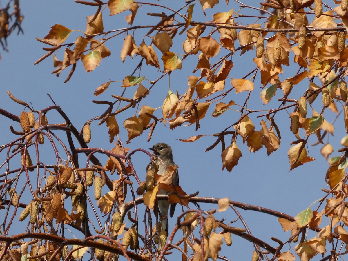 Yellow-rumped Warbler - ML627248331