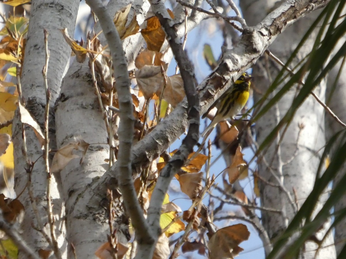 Townsend's Warbler - ML627248345