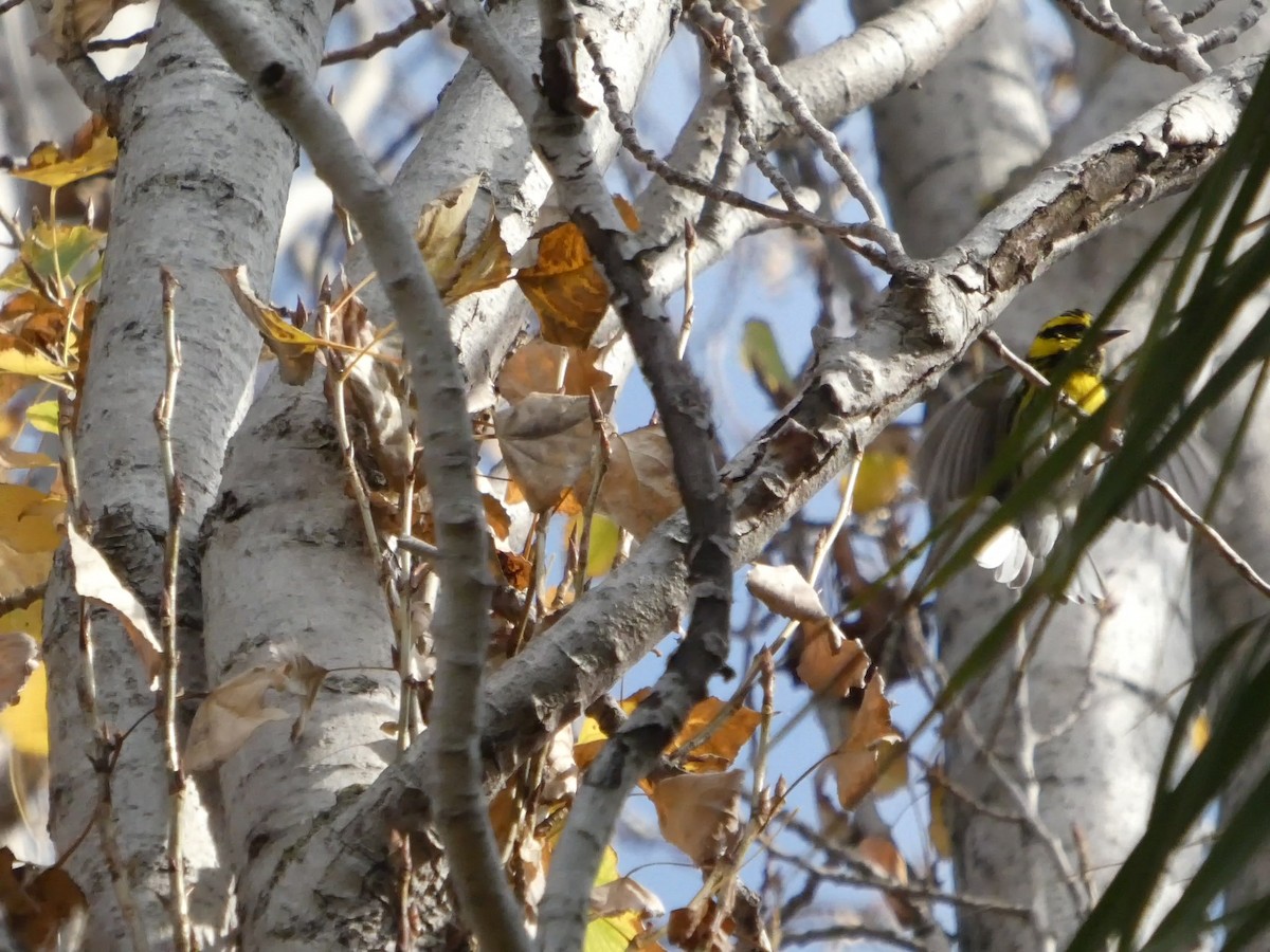 Townsend's Warbler - ML627248347
