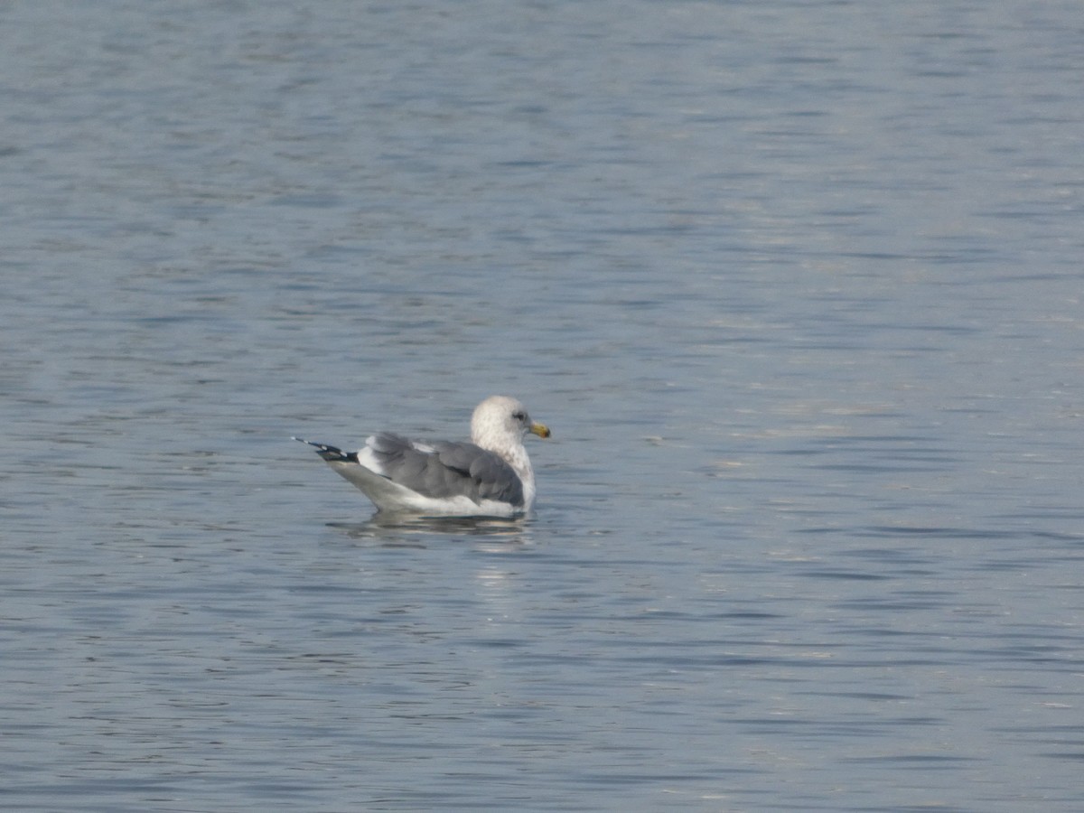 California Gull - ML627248382
