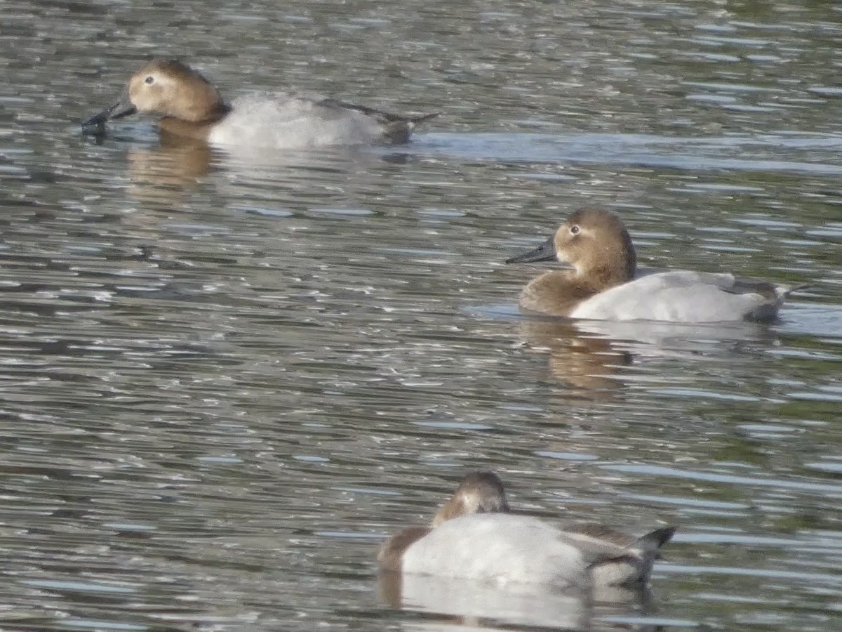 Canvasback - ML627248406