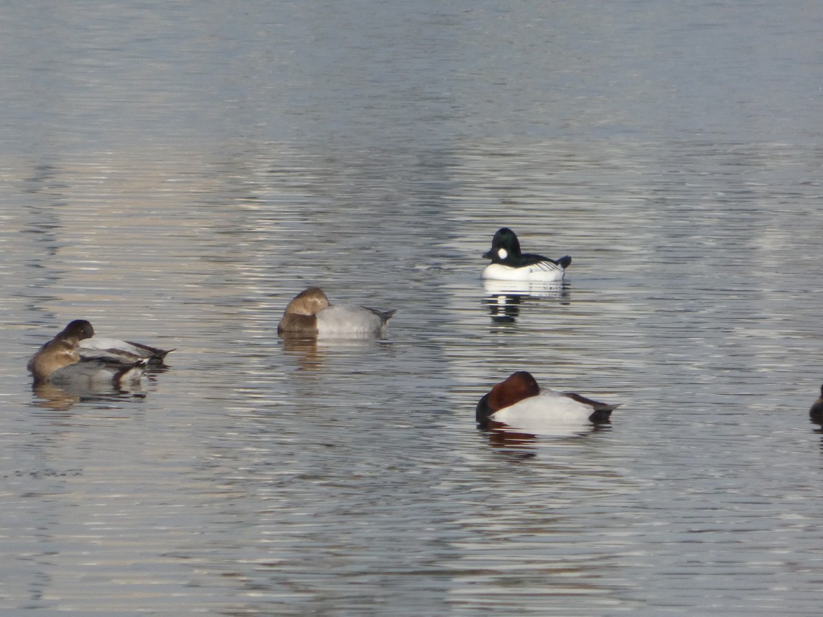 Canvasback - ML627248407