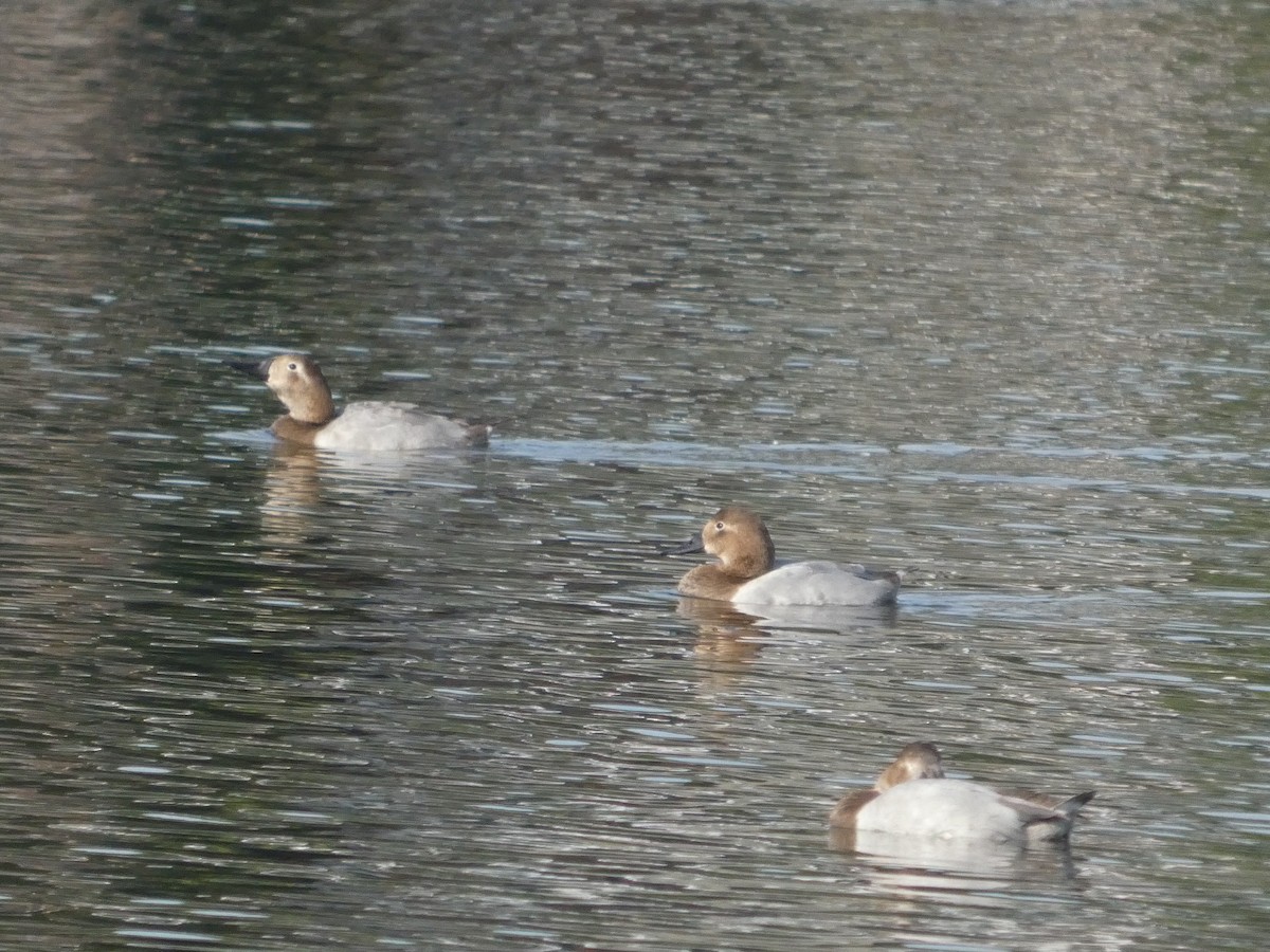Canvasback - ML627248408